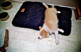 A Month of Lyon in Karori