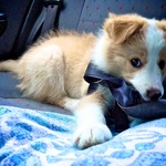 Has a nibble on his new seatbelt