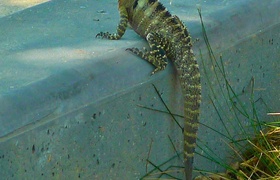 Sunny Hot Brisbane Escape