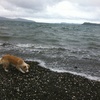 Fun at Petone Beach.