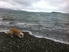 Fun at Petone Beach.