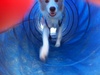 Lyon shows his skills at tunnelling, we are so proud!