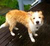 Had to hose down naughty wet dog after he was caught digging up dirt in the rain …