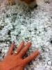 Just got hit by a crazy hail storm with hail the size of marbles … Lyon got caught in it going for a pee!