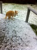 Just got hit by a crazy hail storm with hail the size of marbles … Lyon got caught in it going for a pee!