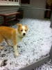 Just got hit by a crazy hail storm with hail the size of marbles … Lyon got caught in it going for a pee!