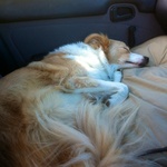 So comfy on the ride home