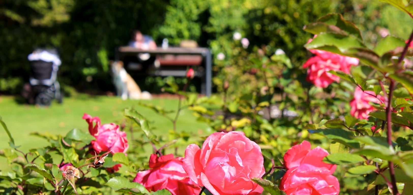 Relaxing in the rose garden