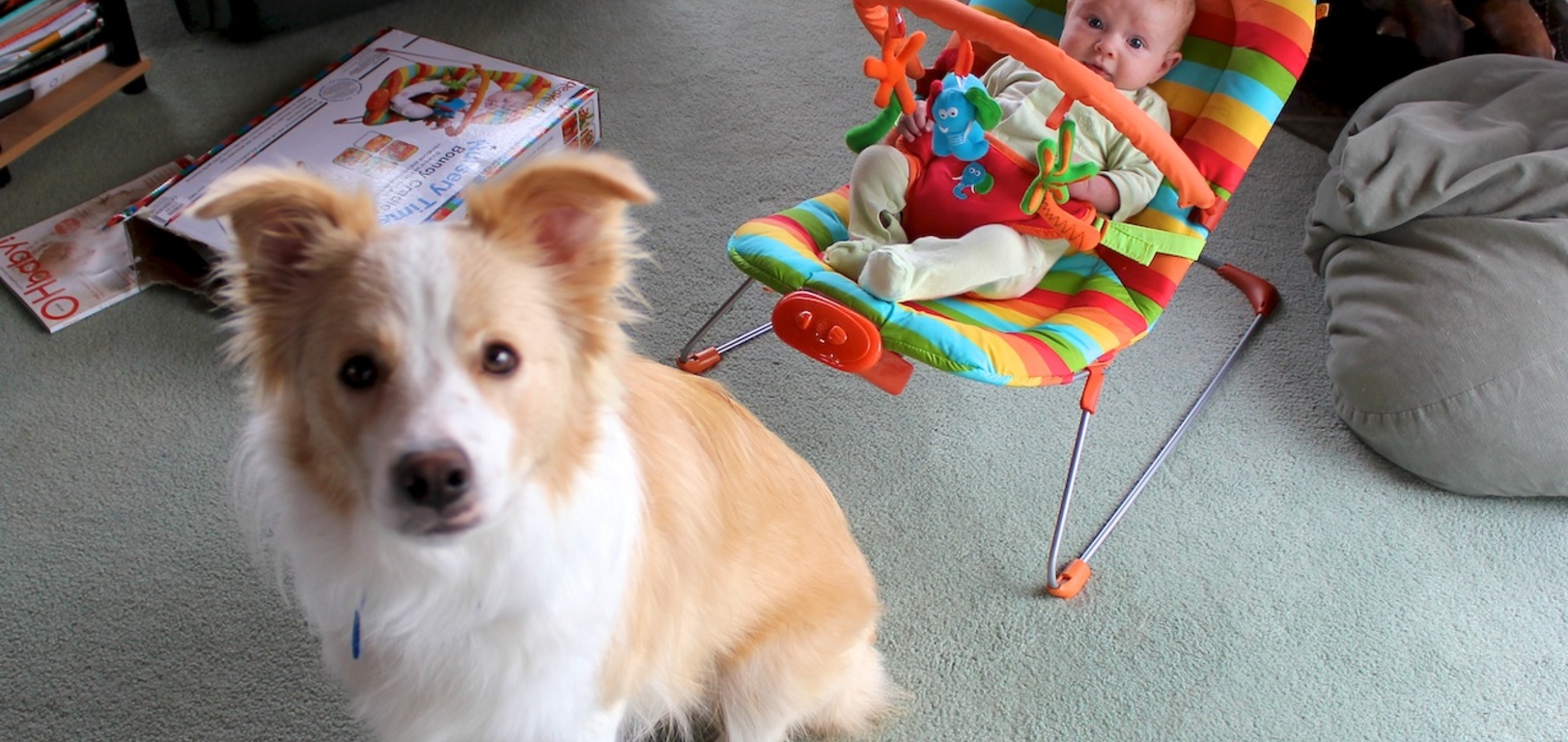 Enjoying the new bouncer