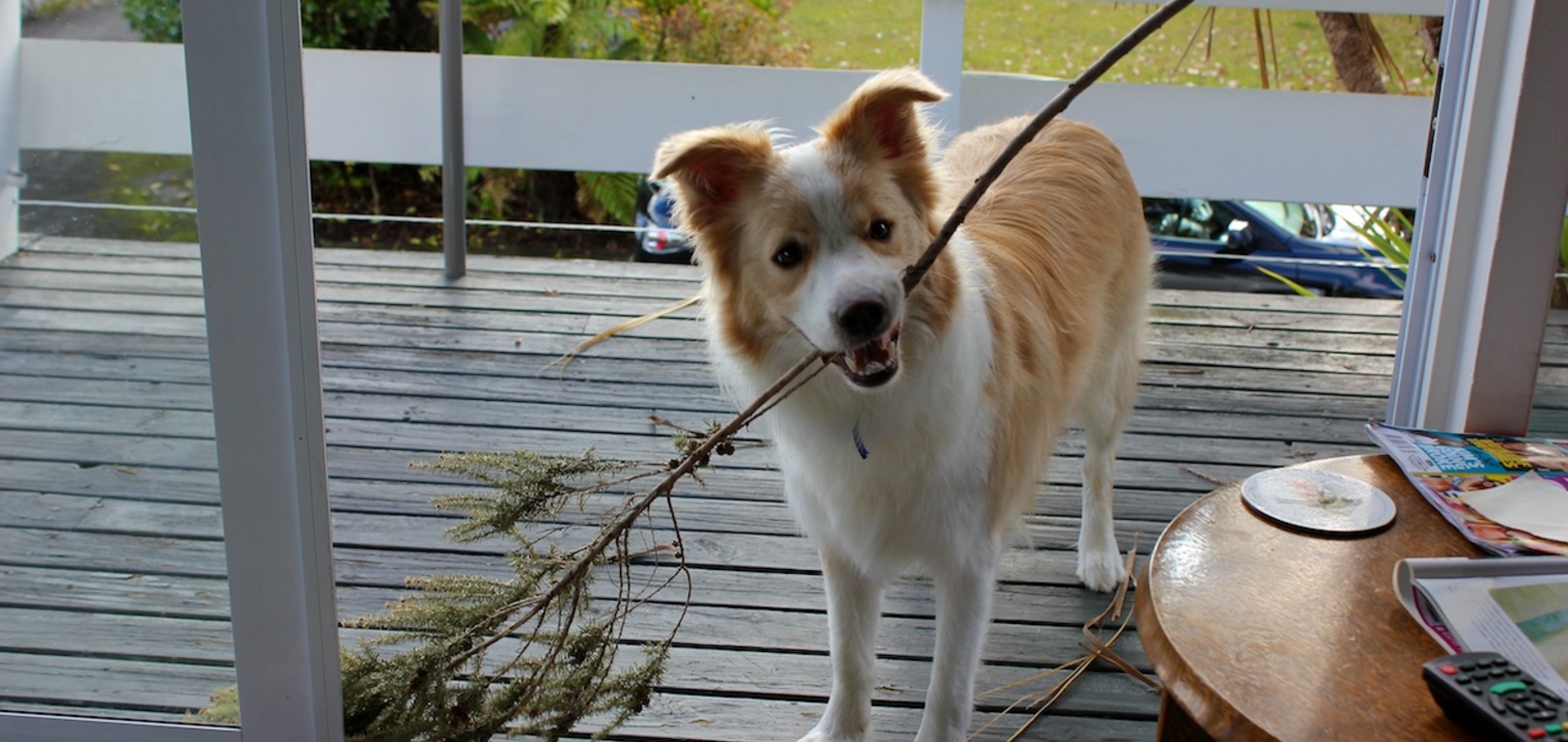 Outside with the stick!