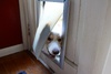 Lyon's new dog flap works a treat
