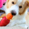The old Carrot in the Kong trick. A healthy alternative to cheese and peanut butter. Luckily Lyon loves his veges.