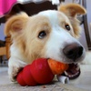 The old Carrot in the Kong trick. A healthy alternative to cheese and peanut butter. Luckily Lyon loves his veges.