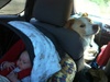 The road trip to taupo begins, boys in the front, Lyon riding shot gun and girls in the back, Olive a lady of leisure.
