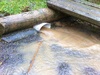 The drain proves it's worth - as it diverts the torrent of water away from under the house. Quite chuffed we are feeling today after a torrential downpour puts it to the test. Here's hoping the office stays dry!