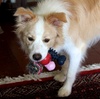 Trying to take some attention away from Olive, Lyon impresses us with a new record - 4 toys at once! Now, back to Olive.
