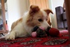 Trying to take some attention away from Olive, Lyon impresses us with a new record - 4 toys at once! Now, back to Olive.