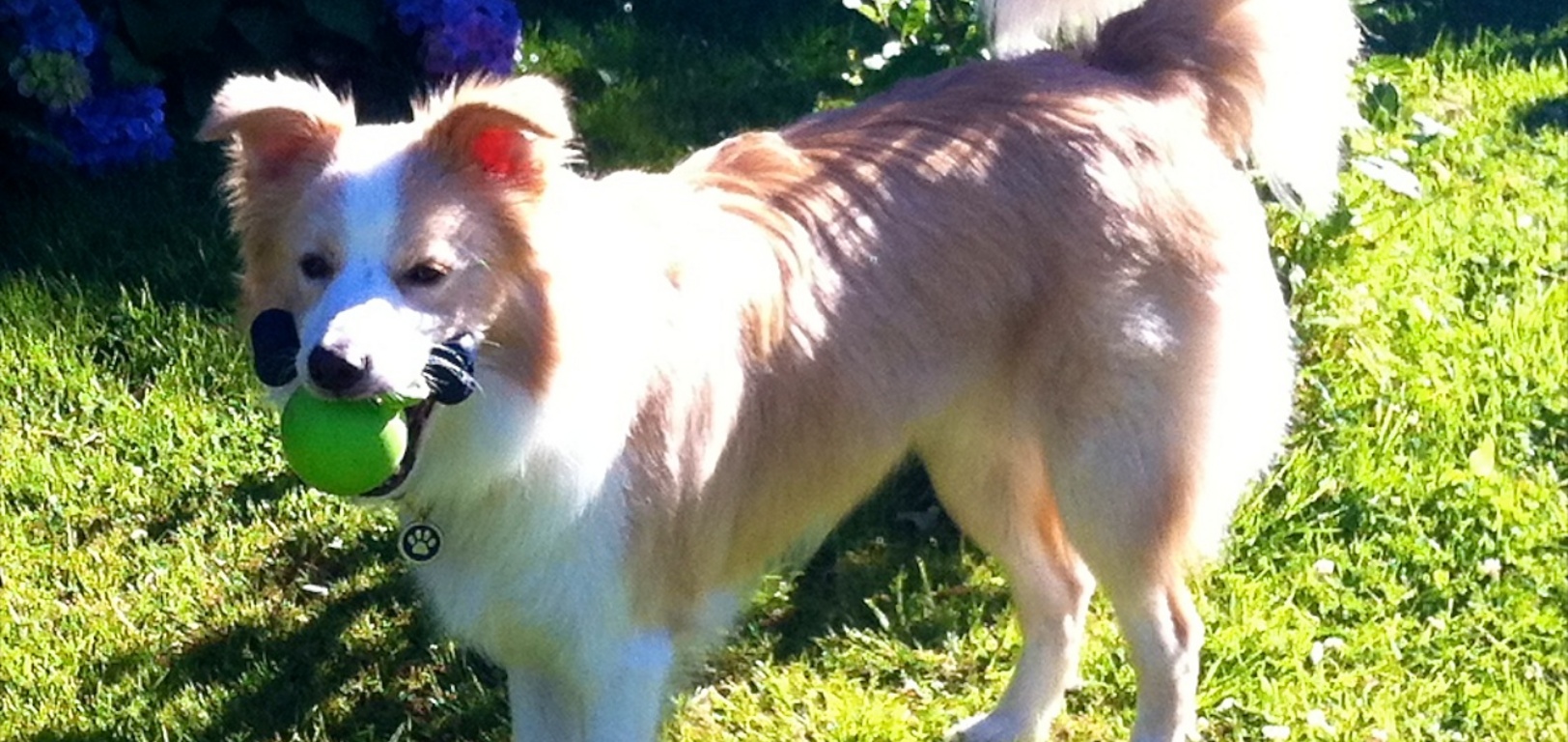 Lyon's new trick - picking up as many toys as possible at one time. His record is three.