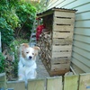 The wood fits in the new wood shed! That's a relief. Just have to re-do the roof (not enough over-hang) and we're done!
