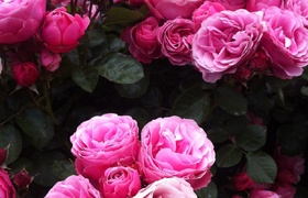 November - Journal Entries