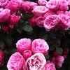 Gorgeous roses! I loved them all! Hmm where to put more roses in our garden...