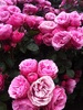 Gorgeous roses! I loved them all! Hmm where to put more roses in our garden...