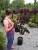 Looking at trees at the Taupo Native Nursery