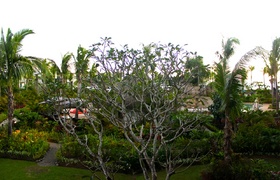 Family Fijian Resort Getaway