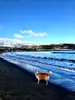 Took Lyon on an afternoon stroll at Lyall Bay for the first time. Lovely dog beach full of an assortment of breeds. Must go again.