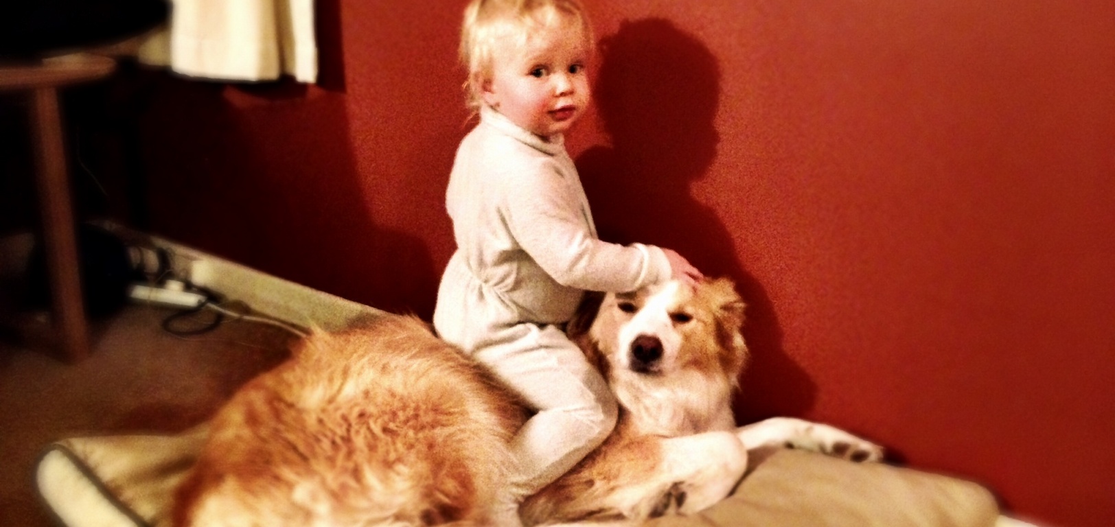It's lucky we have a tolerant dog at the moment.