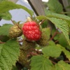 Geeze the nights have been hot! 22 degrees in Olives room most evenings. So naturally you start thinking things should be growing in the garden. My first raspberry! So proud take that $6 pun nets at the supermarket. Apples are plentiful too, might need to clip off a few! Tag: garden