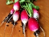 The early vegetables of our labour. 3 week old radishes.