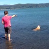 We took Lyon to Petone for a swim to remove a poo dag. It was successful!