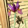 My dark purple iris has finally come through, 4 more to come hopefully! The light purple and white ones have finished.