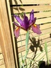 My dark purple iris has finally come through, 4 more to come hopefully! The light purple and white ones have finished.