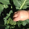 Broc broc! It has finally got heads! Baby broc as olive explained to me.