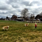 Giving the dogs a runaround