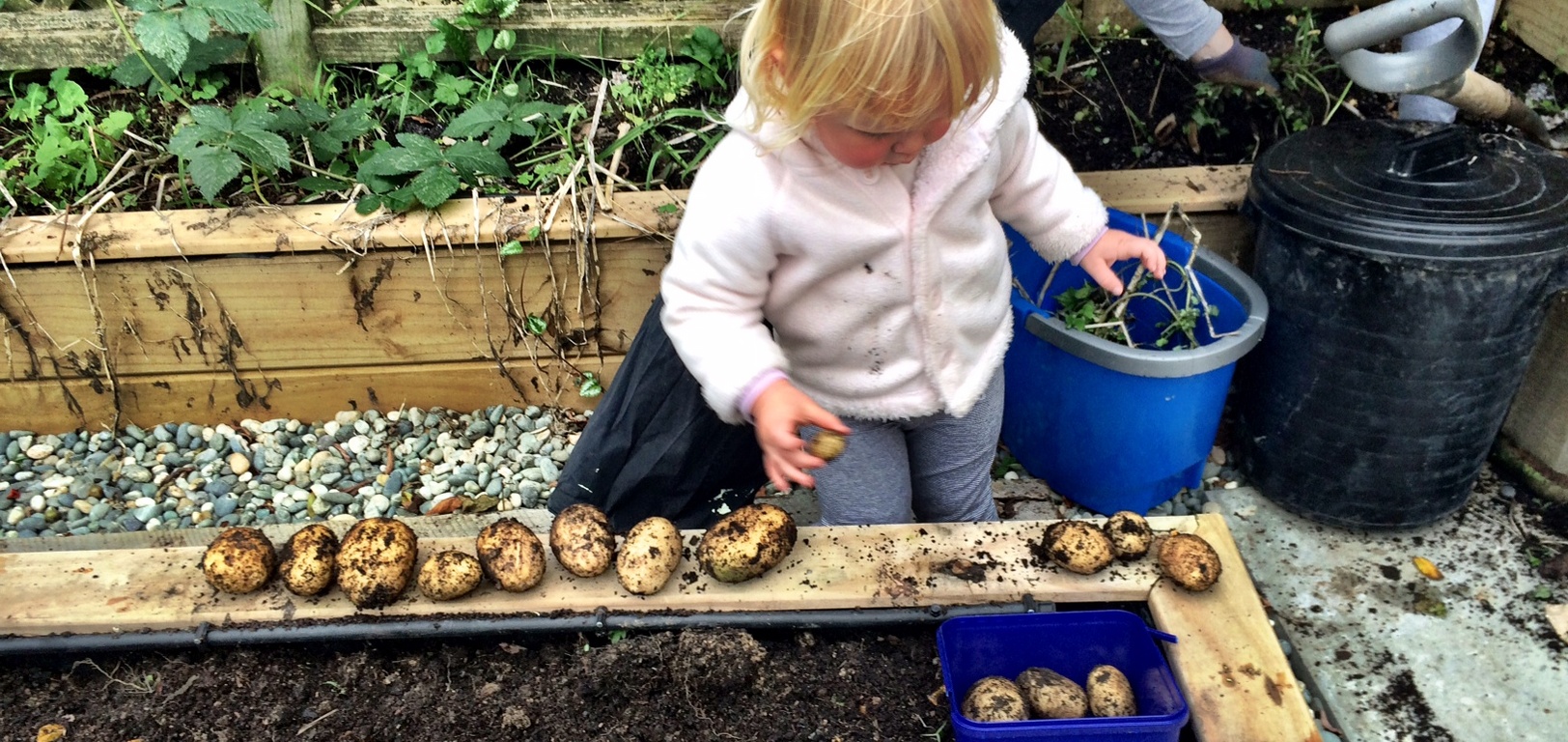 We pulled out a few more potatoes and thinned the carrots out a little! Also cleared out all the old plants ready to start again.