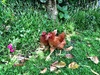 Our neighbours 7 houses down have take free range chickens to the extreme.