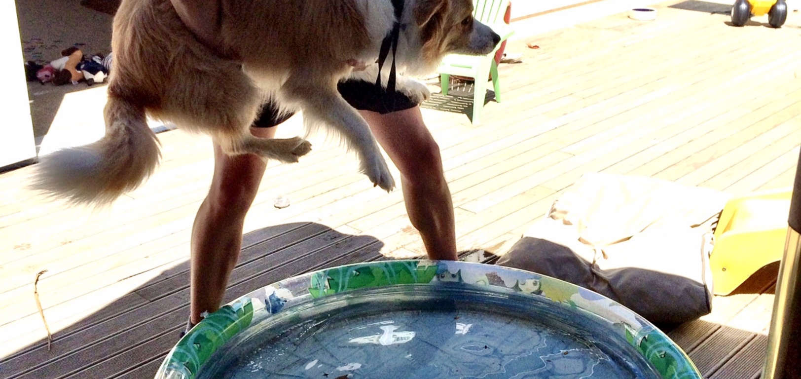 On the hottest day of the year to date, Daddy took Lyon on a jaunt to the top of Makara Peak and back. This resulted in a rather hot dog.