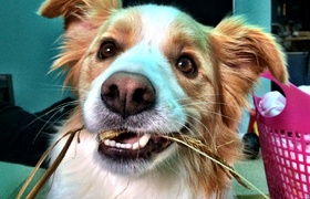 February - Journal Entries