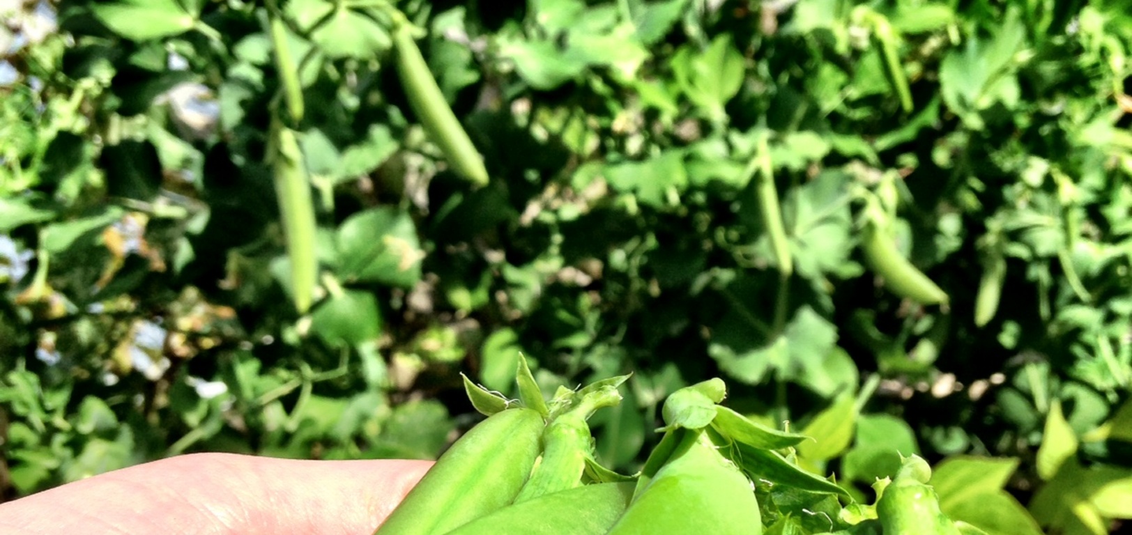 Enjoying our pebble vege paradise. Sugar snap peas are doing really well, radishes are too. Potatoes & corn have got so high it's a jungle in there for olive! Olive has taken to helping herself to the peas, as the raspberries are all but exhausted.