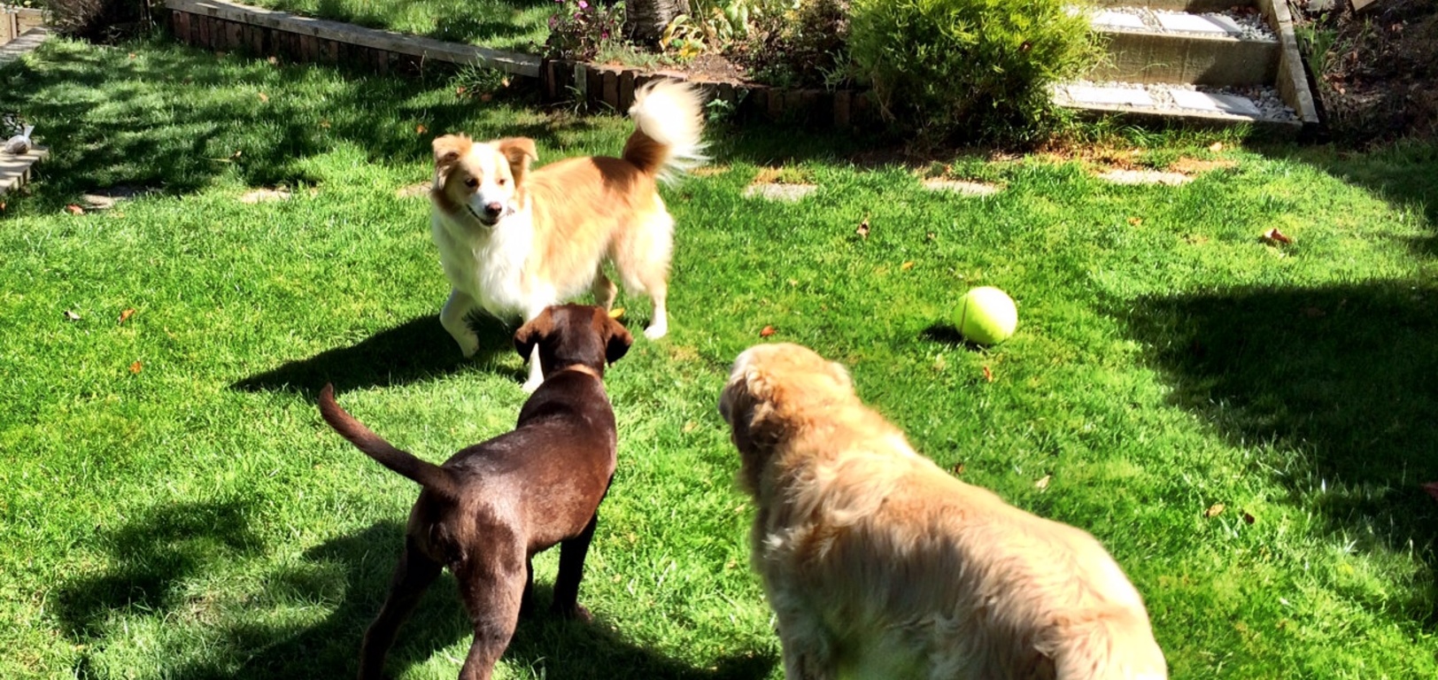 We had cute 4 month old Maisie stay on Saturday night while the Thompsons were wedding partying it up. She reminded us of how Lyon used to be and how grown up and well behaved he is now! (Mostly)