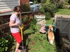 A beautiful day spent in the garden. So much weeding and clearing to be done. Olive helped by covering a freshly groomed Lyon in dirt.