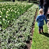 We join the Foo's at the botanicals for Dutch Tulip day. Tasty food, fun entertainment and of course the beautiful tulips.