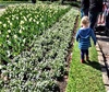 We join the Foo's at the botanicals for Dutch Tulip day. Tasty food, fun entertainment and of course the beautiful tulips.