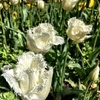 We join the Foo's at the botanicals for Dutch Tulip day. Tasty food, fun entertainment and of course the beautiful tulips.