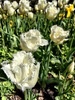 We join the Foo's at the botanicals for Dutch Tulip day. Tasty food, fun entertainment and of course the beautiful tulips.