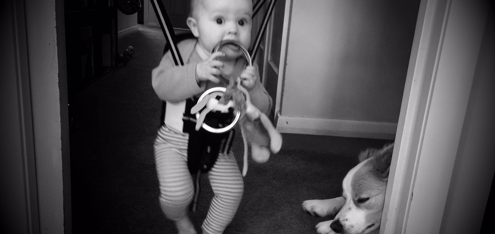 Good old jolly doesn't come out as often as it should. Iris loves it and Lyon is never to far away.