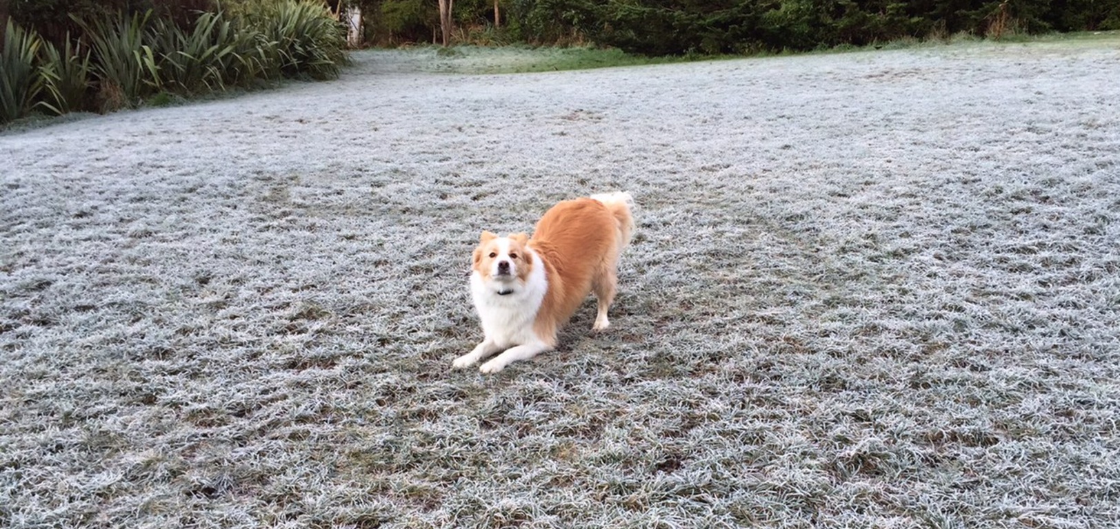 This was all the "sit" Lyon could manage on the frosty grass this morning.